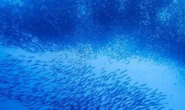 海洋深处手机在线观看,手机在线揭秘神秘海洋世界