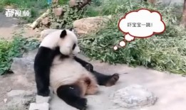 今日动物爆料,奇闻异事大爆料！