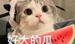 网红吃瓜现象,揭秘网络时代的“瓜田”盛景