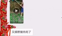 猪猪爆料视频,揭秘视频背后的惊人真相