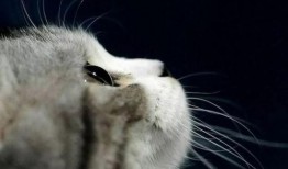 娱乐吃瓜君猫咪老师,娱乐吃瓜君的趣味解读