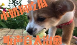 娱乐吃瓜菌狗狗视频,萌宠视频里的欢乐时光