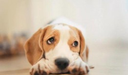 娱乐吃瓜菌狗狗视频,萌宠视频里的欢乐时光