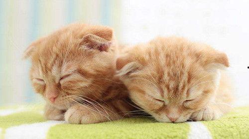 折耳猫娱乐吃瓜,揭秘娱乐圈吃瓜背后的真相与趣味